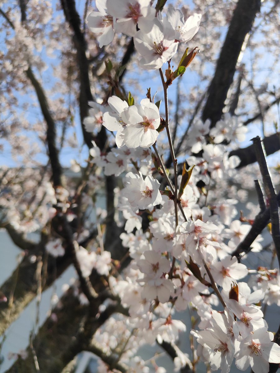 cherry blossoms…