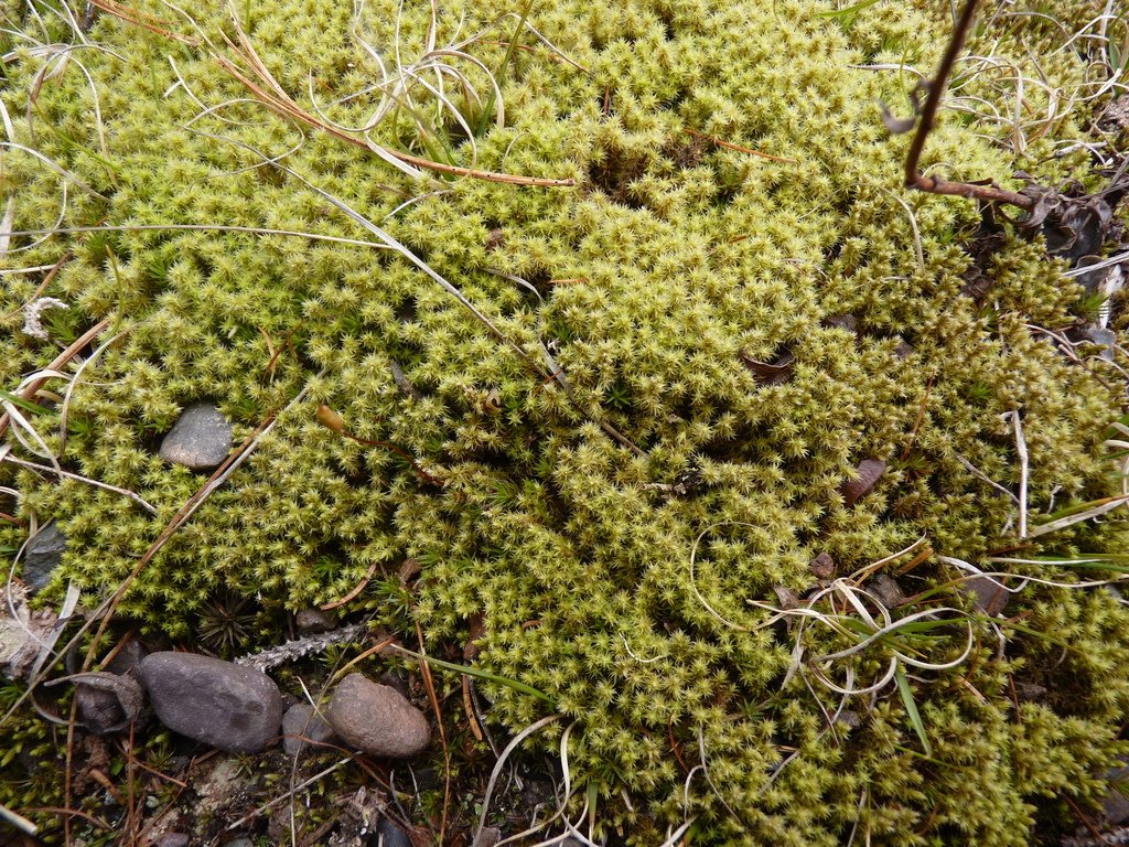 Hoary Fringe - Racomitrum canescens Talking about a moss this time, not a questionable outskirt of the city. Can often be found on roadsides and gravel pits. Very soft. Feels very nice.