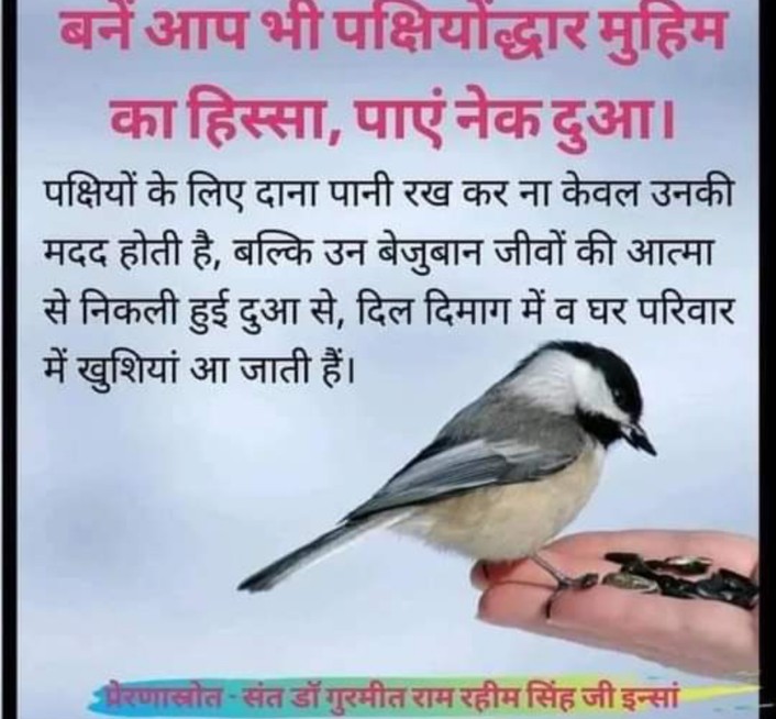 VikasMe06110898's tweet image. Amazing welfare works for humanity done by volunteers of Shah Satnam Ji Green S Welfare Force Wing of Dera Sacha Sauda with pious teachings of Saint Gurmeet Ram Rahim ji 
#BirdCare #BirdsNurturing #SummerSupport #DeraSachaSauda