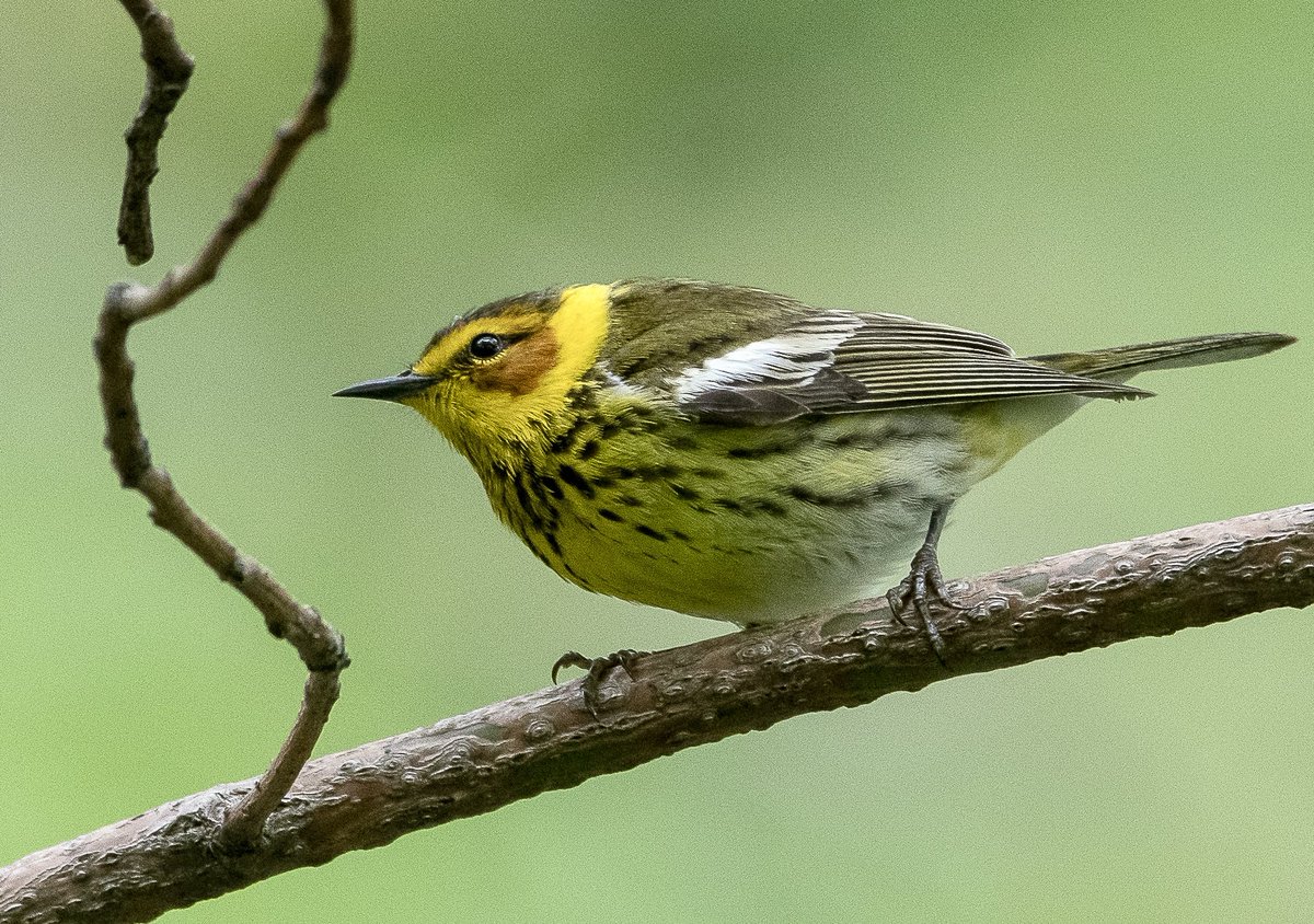 Cape May Warbler at Loupot this afternoon #birdcpp
