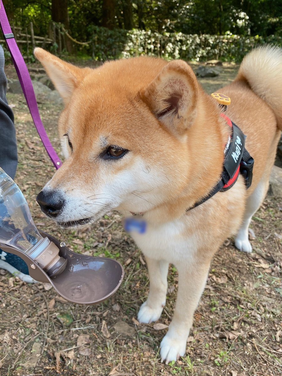 お水休憩の柴
#柴犬