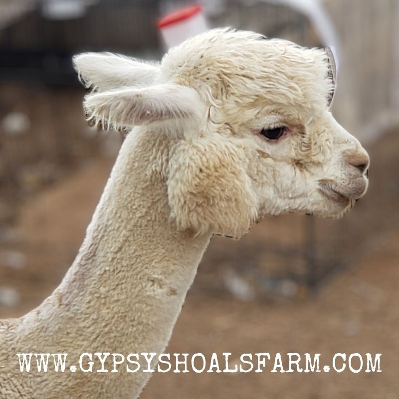 Visit Ozzy and our other animals when you stay on our 38ft. skoolie! 🦙 l8r.it/rEZ8 🦙 #alpacas #glamping #farmlife #alabama #vrbo #gypsyshoalsfarm #southernliving #fiber