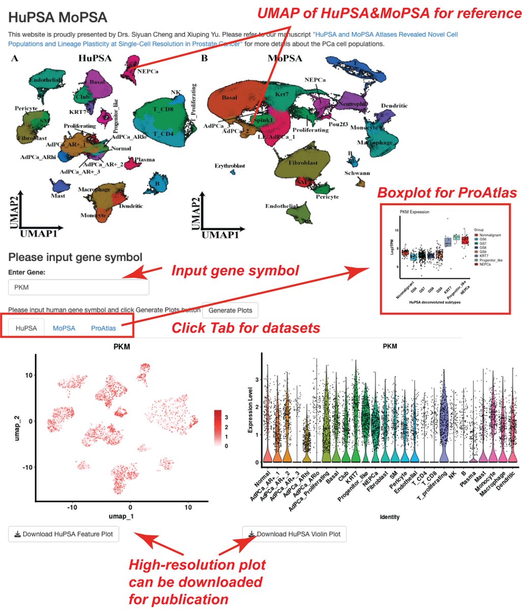 Now you can search gene expression data at both single-cell and bulk RNAseq levels in human and mouse prostate samples! HuPSA website URL: pcatools.shinyapps.io/HuPSA-MoPSA/ and manuscript preprint: biorxiv.org/content/10.110… Please refer to the instructions below