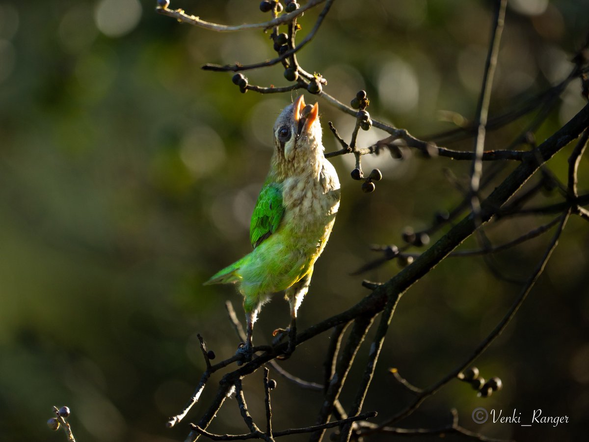 Happy morning ☀️ White- cheeked Barbet🐦 A green barbet found only in southern India. Constantly calls “kutrook-kutrook-kutrook”in mid-day hours from all kinds of wooded patches from small parks to wet evergreen forests. @tnforestdept @TNGeography @ThePhotoHour @NatureIn_Focus