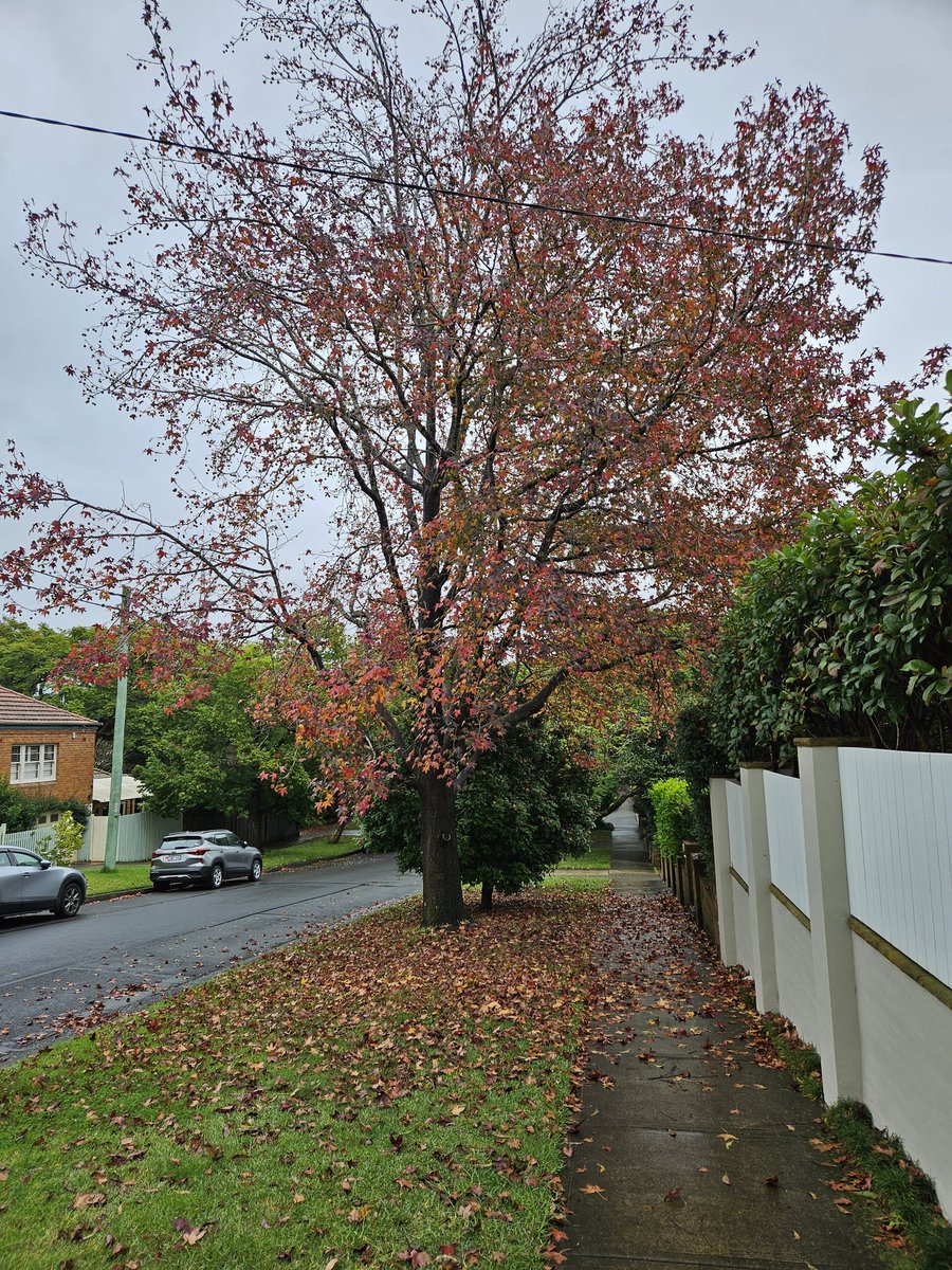 I went for a walk in the rain 🌧 with my umbrella 🌂. So many leaves on the ground 🙃