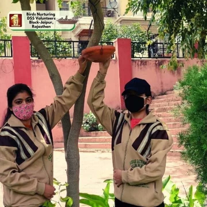 #BirdsNurturing Dera Sacha Sauda volunteers are carrying out 'birds' nurturing' drive to save God's little creatures. They are placing water 💦 pots and bird 🕊️ feeders to help them survive in summers. Save Birds 🐦 Saint Ram Rahim