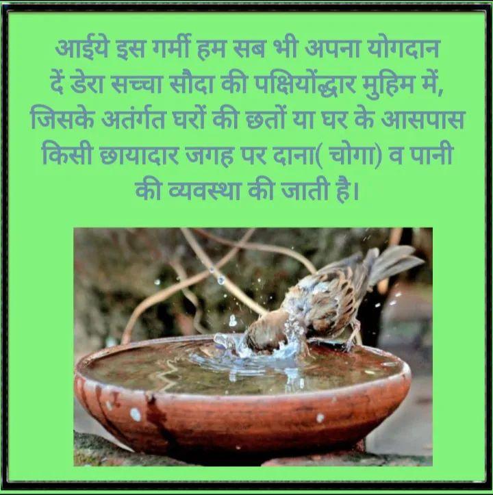 Chirping of birds 🐦🦆🦜 is delightful to hear. It's indeed a responsibility for us as humans to care for them and provide them with a conducive environment. Under the guidance of Saint Ram Rahim Ji, followers of Dera Sacha Sauda have initiated the #BirdsNurturing #BirdsNurturing