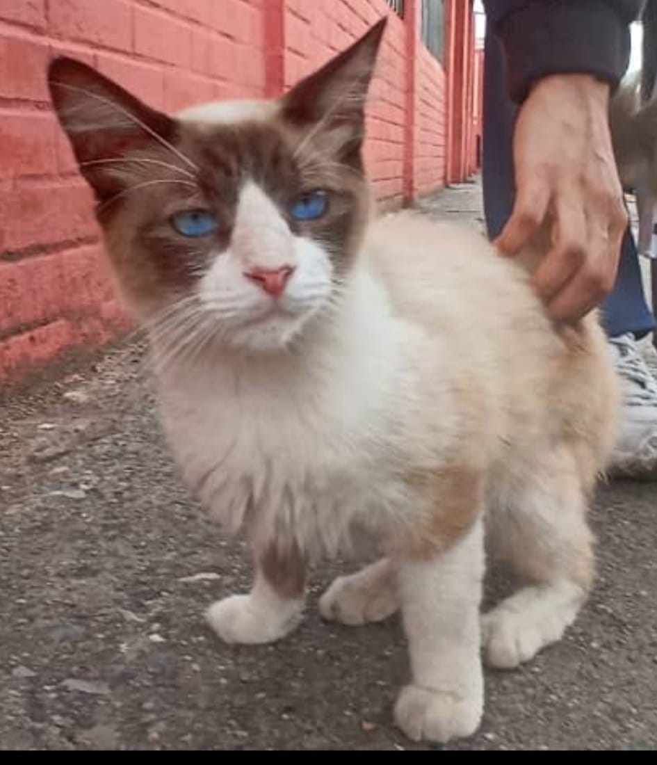 Nuevo abandono!!!!. No sabe defenderse en la calle.  Aprox 7 meses, muy dócil y cariñoso. Urgente!! temporal u adopción antes que le ocurra algo... Caracas. 04141304943