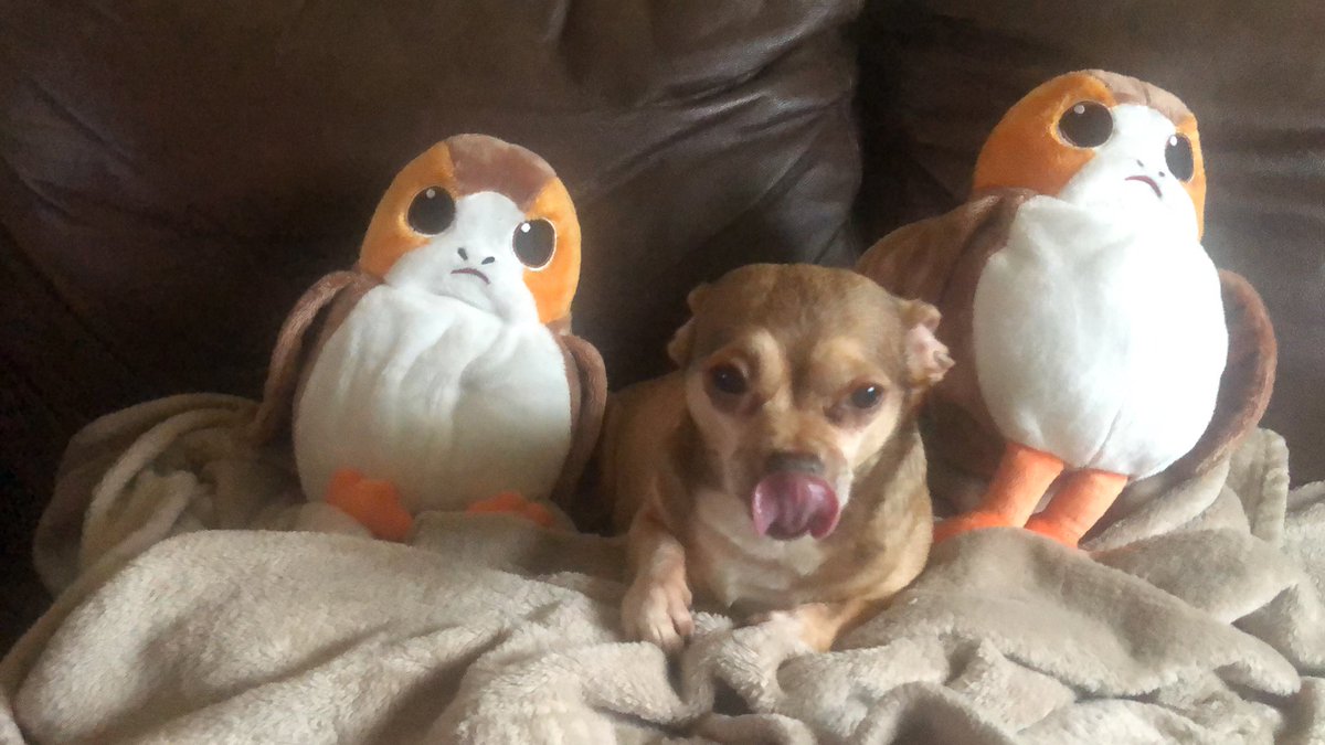 May the 4th be with you 👅 #StarWars #MayThe4th #May4thBeWithYou #porg #Dogs #Dog #TaterTotSquad
