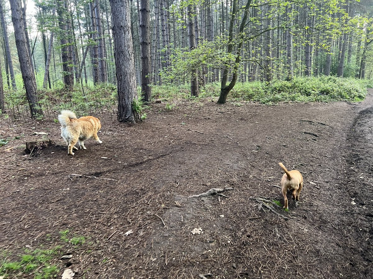 Enjoyed a lovely walk in the woods. The wonder of nature… #Newmillerdam