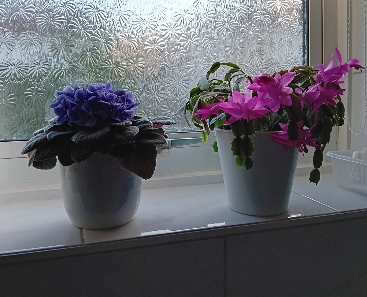 The delights of having indoor plants