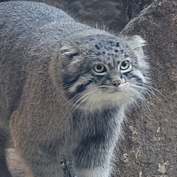 ナルくん Nar 
#神戸どうぶつ王国 #マヌルネコ #manul  #манул #pallascat  #兔猻