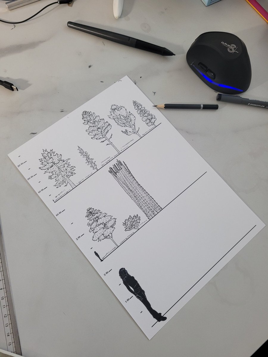 I forgot to share this yesterday: I'm drawing plant size charts for.... something.... it's still very early days, but anyway, I thought you'd like to see. #paleobotany #paleoart #paleontology #plants #botany #sciart