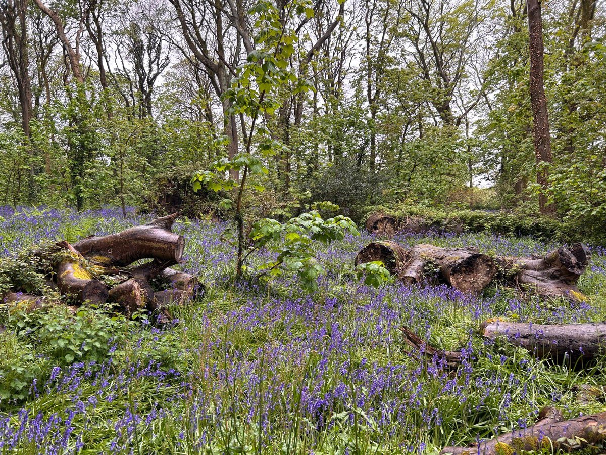 Today on #CountryMatters with @radioMelO 🌳

- Finding out more about Exeter Seed Bank 🌱

- Meeting the couple who ditched the city to run a farm and campsite here in Cornwall🏕️

Listen from 9am!