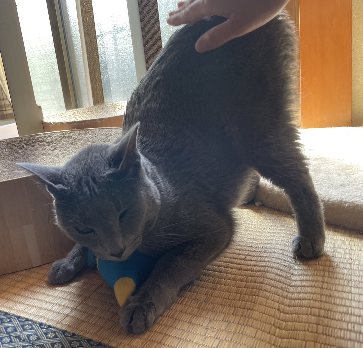 wacci06's tweet photo. リーさん最近は撫でて〜ってスリス��しに来てくれるからデレデレしちゃう🥴💕
#猫のいる暮らし 
#猫好きさんと繋りたい 
#ねこ https://t.co/XkNMuiKvbe