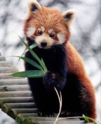 El panda rojo se encuentra en peligro de extinción Su principal amenaza es la pérdida y la fragmentación del hábitat, aunque también se enfrentan a la caza furtiva. Se les caza por su pelaje, y para obtener medicinas alternativas. Además, son víctimas del comercio de mascotas.