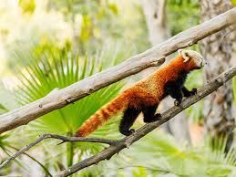 el panda rojo nos enseña la importancia de la adaptación y la resiliencia ante los cambios y las adversidades. Que desaparezca el panda rojo es perder millones de años de la evolución de los mamíferos.