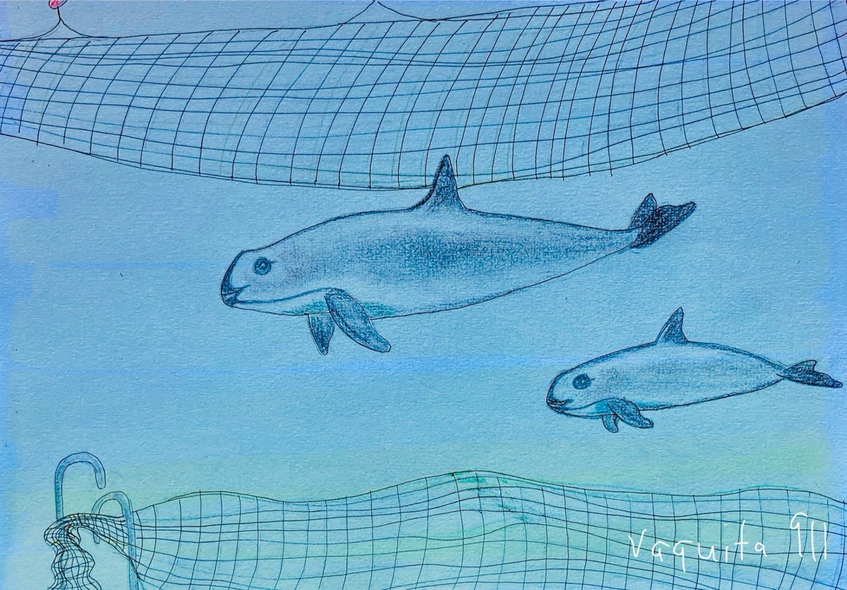 As Above So Below. Last year’s Vaquita Survey, a mom & calf were seen in the area of the Vaquita Refuge now known as Extension Area. It’s shallow & warm so perfect for nursing It was decided to sink 100+ concrete blocks here. No enforcement & no patrol or maintenance program