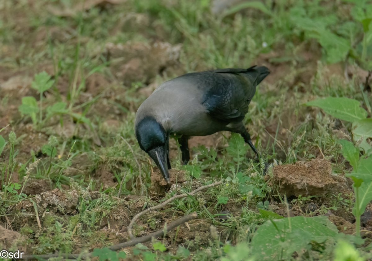 Saw an interesting activity by this Crow. It was getting these dog biscuits and stashing it in ground, under some grass and mud. @ragnyabhawani @IndiAves #BBCWildlifePOTD #BirdsSeenIn2024 @Team_eBird #birdphotography @NikonIndia