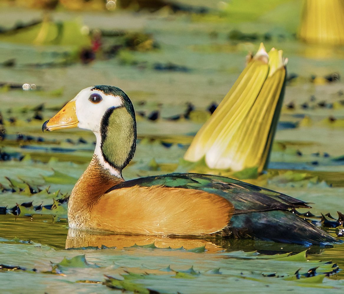 The exquisite African Pygmy Goose relaxes on the mighty Zambezi @Natures_Voice @thetimes #BBCWildlifePOTD #TwitterNatureCommunity #birding #NaturePhotography #victoriafalls