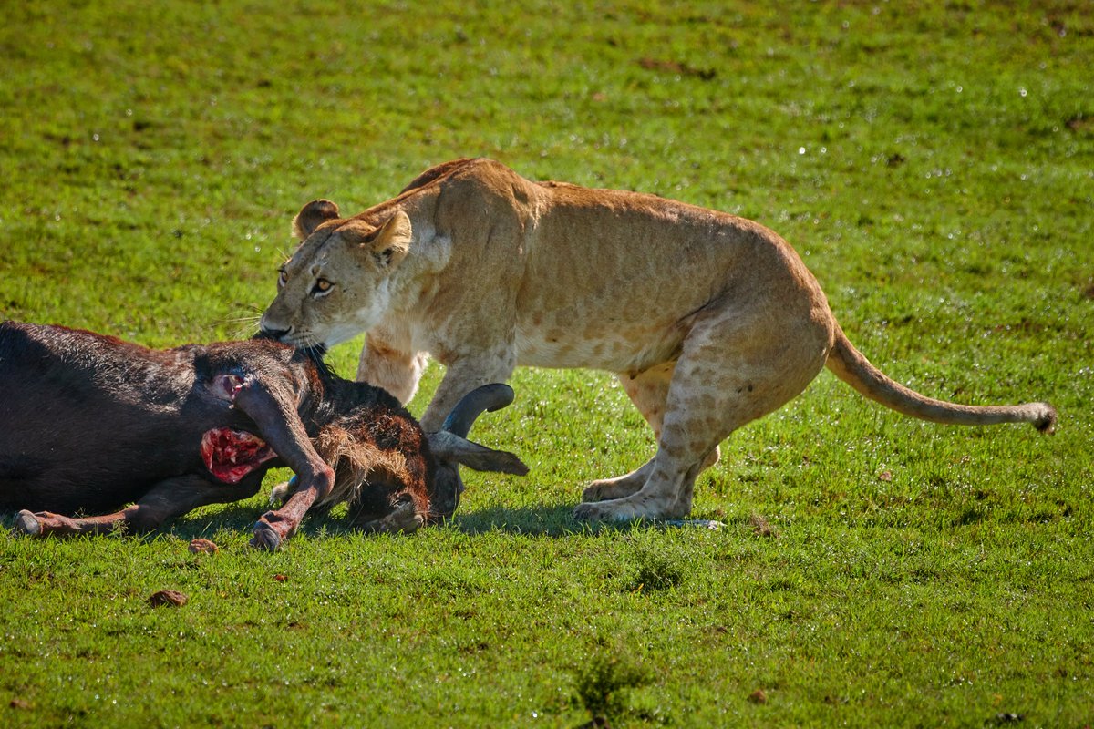 A lioness dragging a kill to the bushes | Masai Mara | Kenya
#iamnikon #bigcats #earthinfocus #lioness #global4nature #africanadventure #masaimara #lion #maralionproject #lionsofmasaimara #bigcatsofafrica #bigfive #animalsofafrica #lions #bownaankamal #junglevibes #elegantanimals