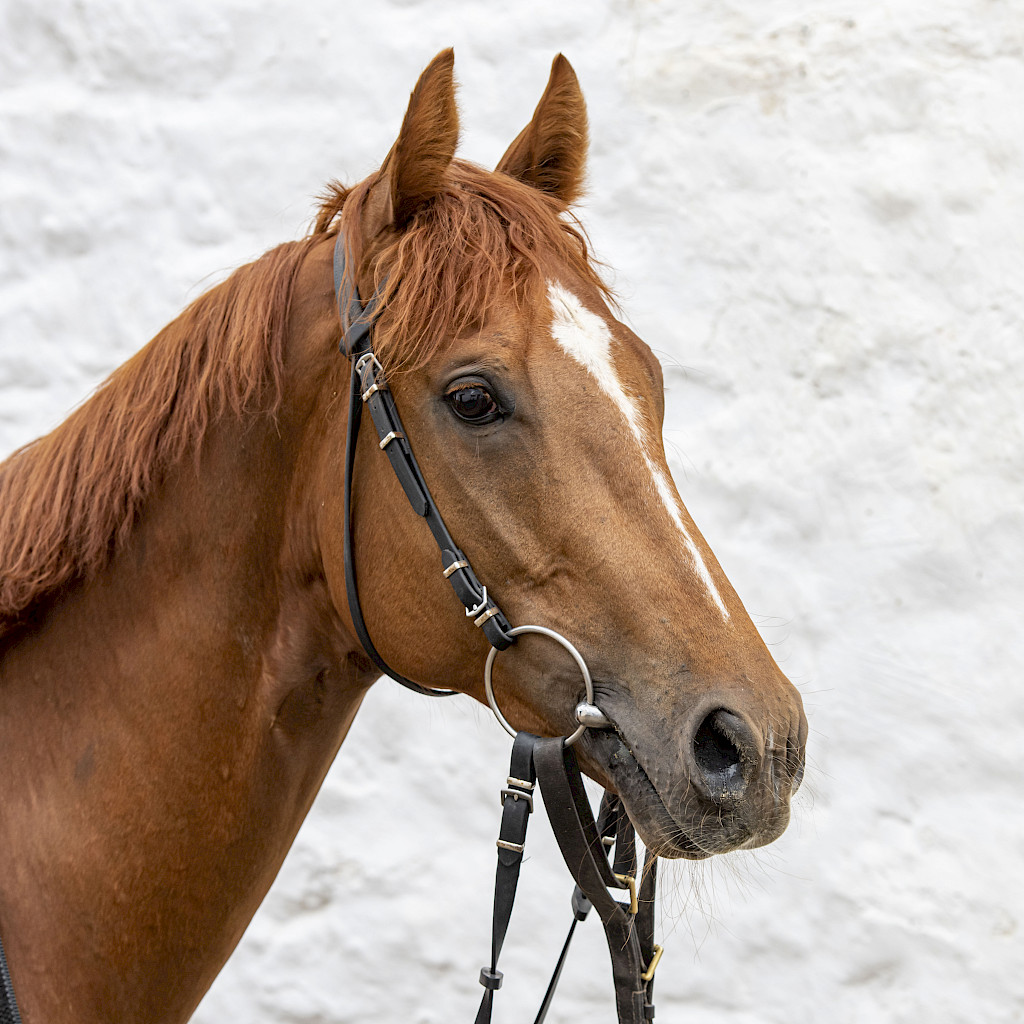 Two runners up at @HamiltonParkRC today. Arkenstaar and Starlight Stanley are both ridden by @connorbeasley9. Good luck to connections.