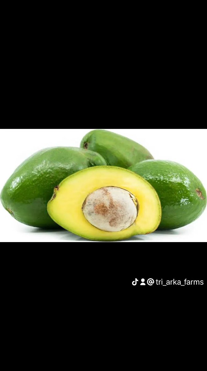 Tri_arka_Farm's tweet photo. Choquette avocado adalah varietas komersial alpukat yang berasal dari South Florida. Remi D. Choquette Sr. pertama kali menanamnya.

#avocado #alpukat #buahalpukat #Alpukatlokal #Alpukatpremium #alpukatsuper #alpukatmentega https://t.co/iVAVfXVRtf