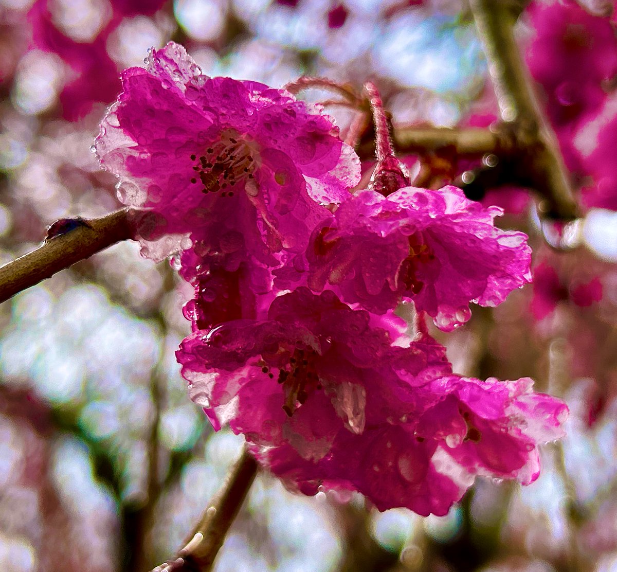 April showers are delivering… #May #Flowers @ThePhotoHour