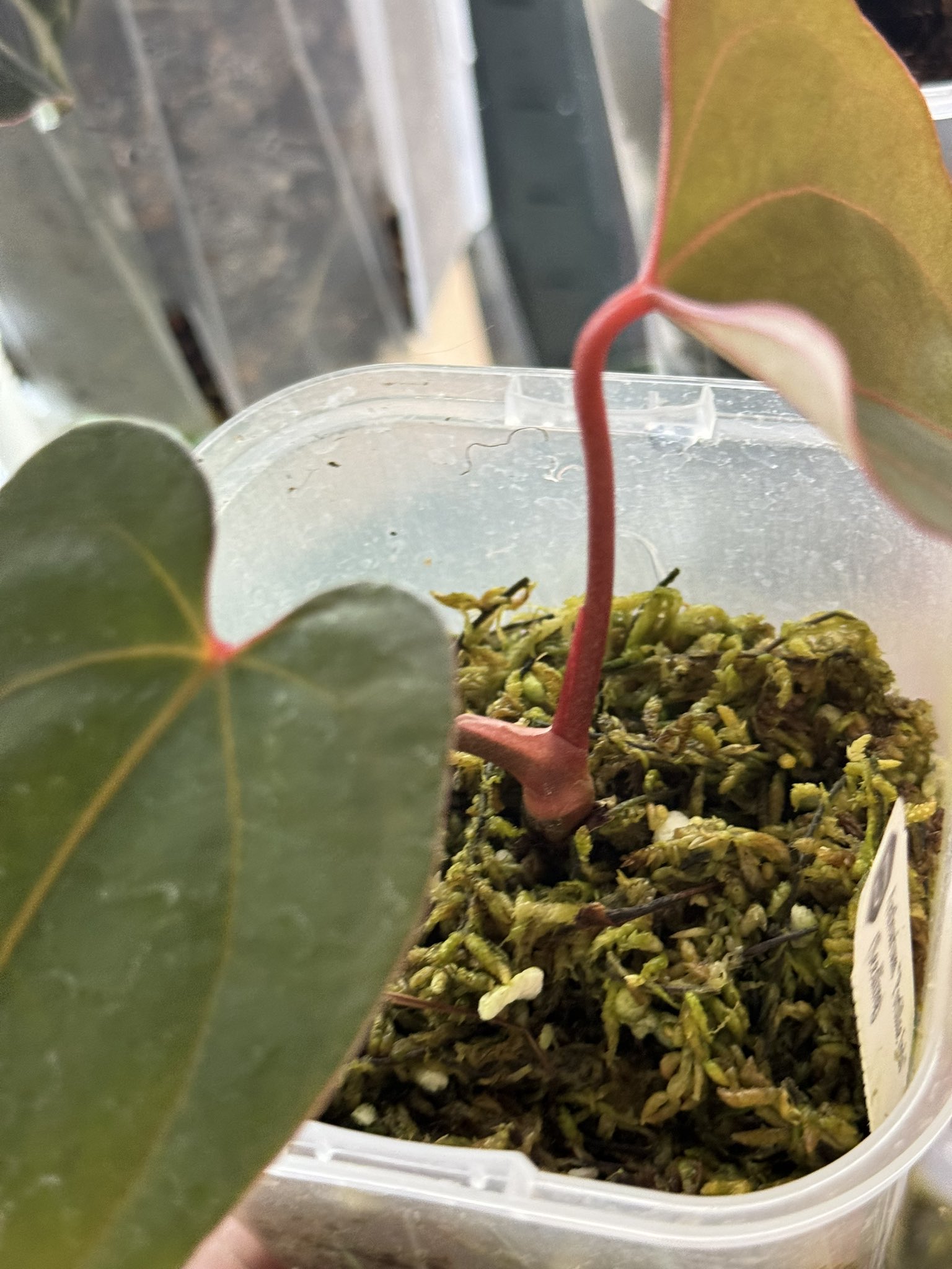 アンスリウム　ポーティラエ アンスリウム ポーティラエ NSE | GREEN LUCK