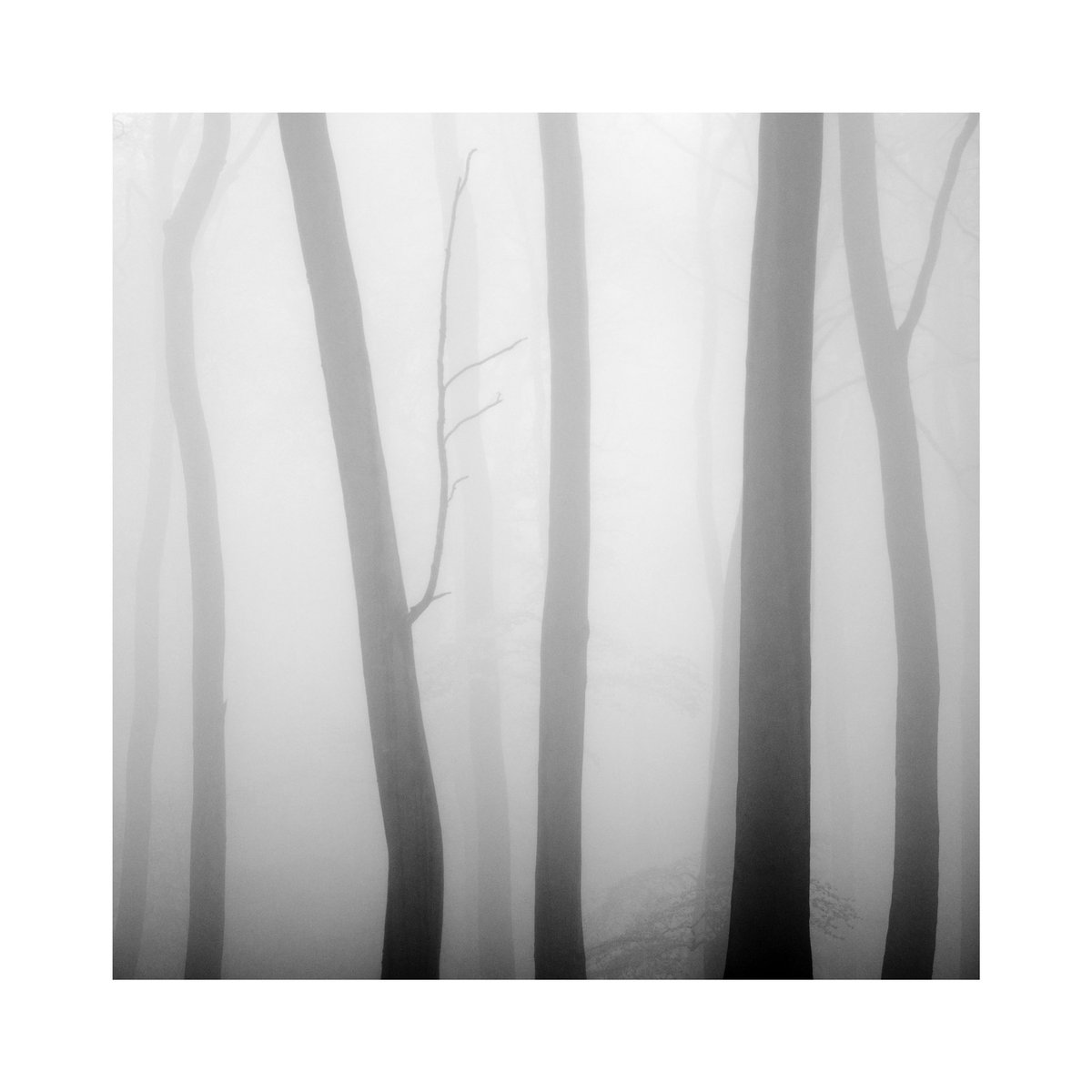 Tree trunks, Oxfordshire. 

#photography #monochrome #bnw