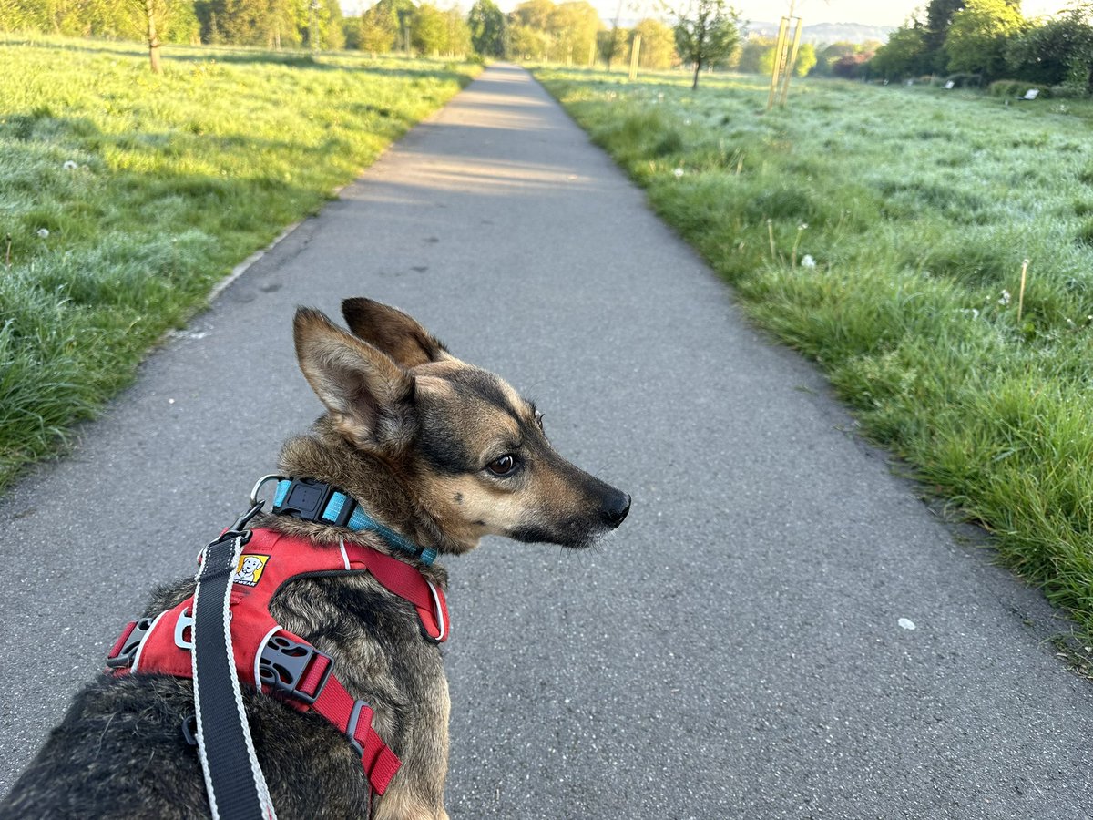 Just time for a quick walk on a glorious morning with #sophiefromromania before I head off to @hexhambookfest