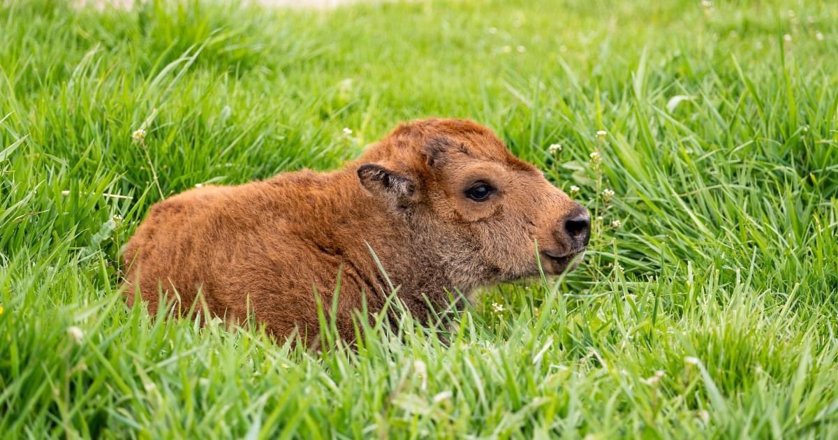 There’s a local bison reserve by my house & one of the bison just gave birth & I need to share this picture with you all 🥺
