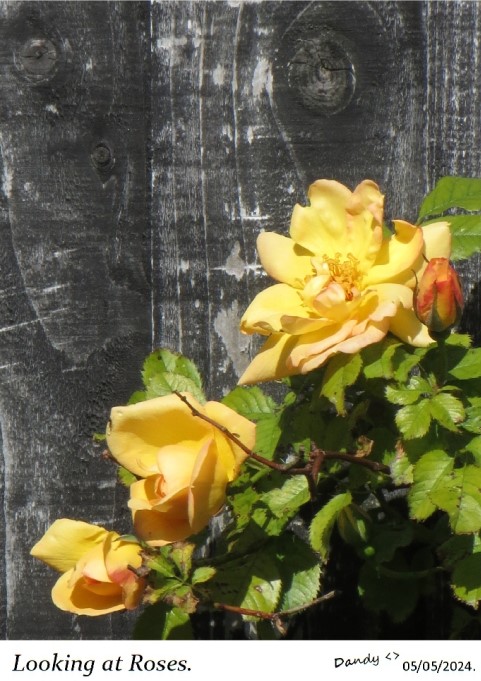 'Looking at Roses' #photooftheday #roses #flower #garden @abdulhayemehta @NorthStandGang @ilegally_indian @AnnieChave @palfreyman1414 @Edgaralanpoe48 @andydurrant75 @cbar2323 @chriswaller1 @kinobe911 @mattbob84 @TheKenAshley #photo #photograph #photography #gardening #art