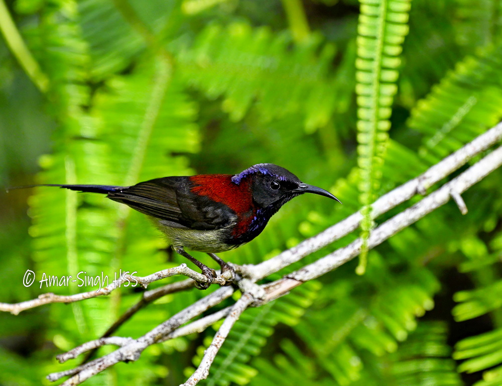 Black-throated Sunbird (Aethopyga saturata) male
#BirdsSeenIn2024 #CameronHighlands #Malaysia @Avibase @orientbirdclub @IndiAves @Float_photo
