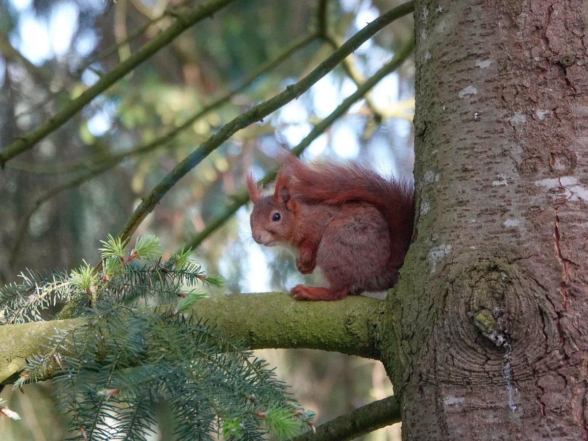 Goedemorgen! Gisteren in de ochtend toen het droog was zat het #eekhoorntje er weer. Meestal gaan ze op de zelfde plek zitten. Ik wens jullie een fijne bevrijdingsdag! 🐿☕️🌦🙋‍♀️ #tuintweet #squirrel