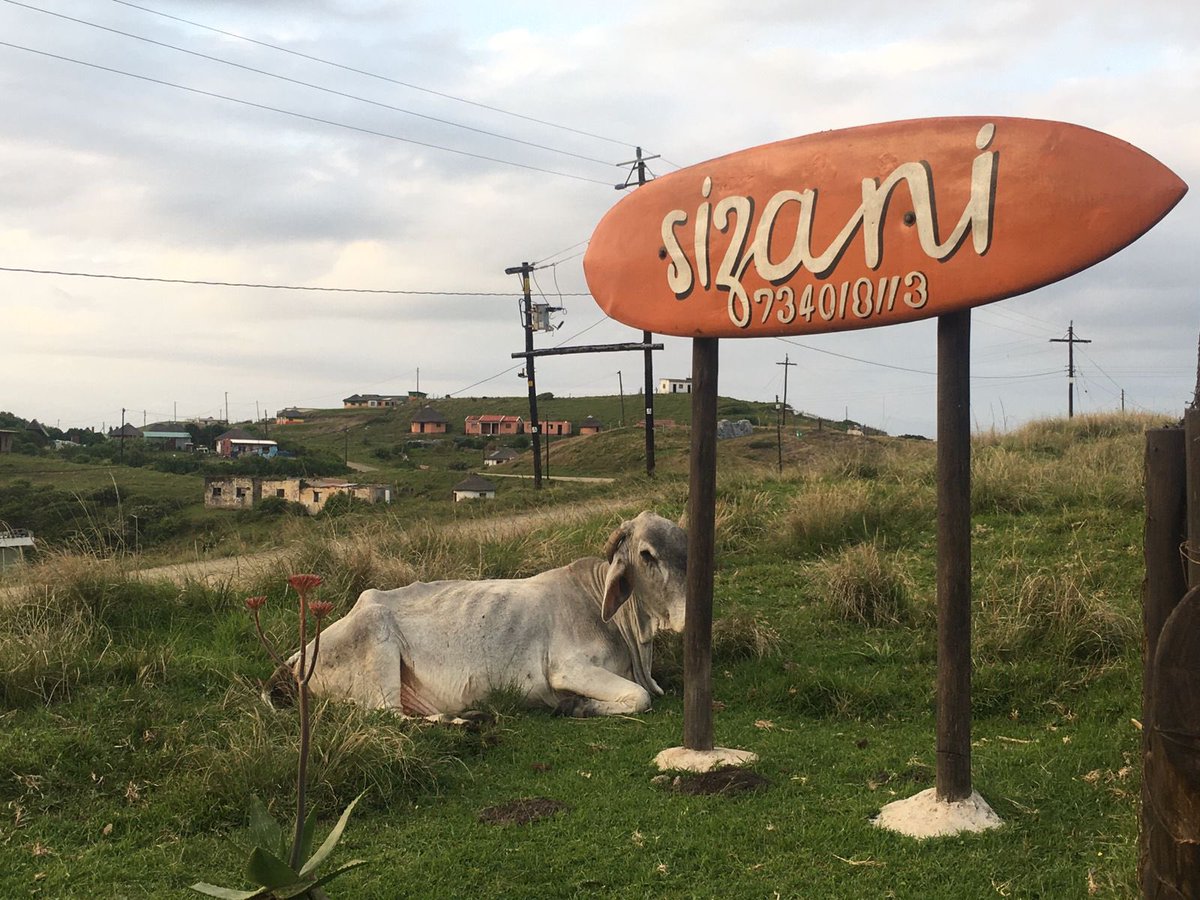 Morning surprise a mommy cow gave birth to a beautiful calf at our entrance over night. #wildcoast #transkei
#accommodation #petfriendly #freewifi #surf #fishing #kayaking #adventure #hiking #beachlife #surfing  #dinewithus #workremotely 
@SportswaveAndre
#StrongerTogether