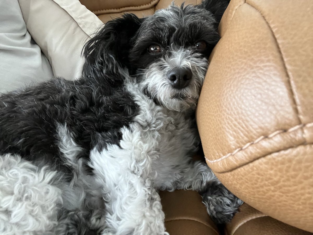 matthewLksl's tweet image. I’ve had my Daisy for 5 years now, just your friendly reminder to #AdoptDontShop