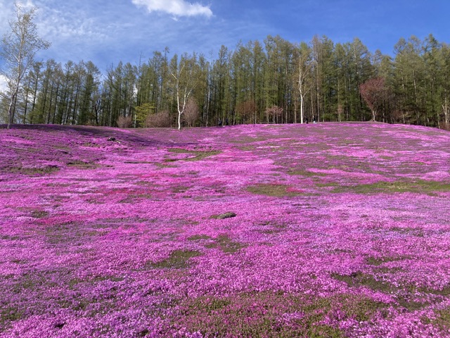 #滝上町
芝ざくら滝上公園

道東から帰り道
芝桜ののぼりがあって寄ってみた🤩
東藻琴とちがい車で入園するスタイル🚗
入口付近にキタキツネ〜❗️お互いビックリ‼️
満開にはもうすこし時間がありそう
桜と芝桜きれいでした🌸