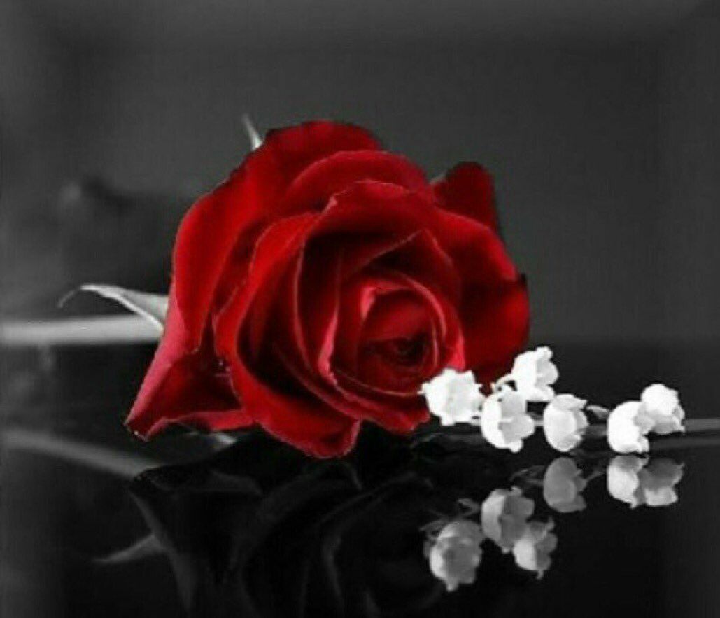 ⚘
" الحياة جميله .
مع من يجمّلون لك وجه أيامك، وينشرون البهجة أينما حلُّوا .
الذين يعزُّ عليهم أن يروك كئيباً، 
فيُصيّرون من اللاشيء شيئاً جميلاً لأجلك .⚘