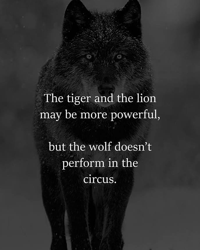 In a world of #Tigers  and tightropes, I embrace my inner #wolf, choosing authenticity over spectacle. 🐺

#beyourself #authentic #BeYourOwnBOSS