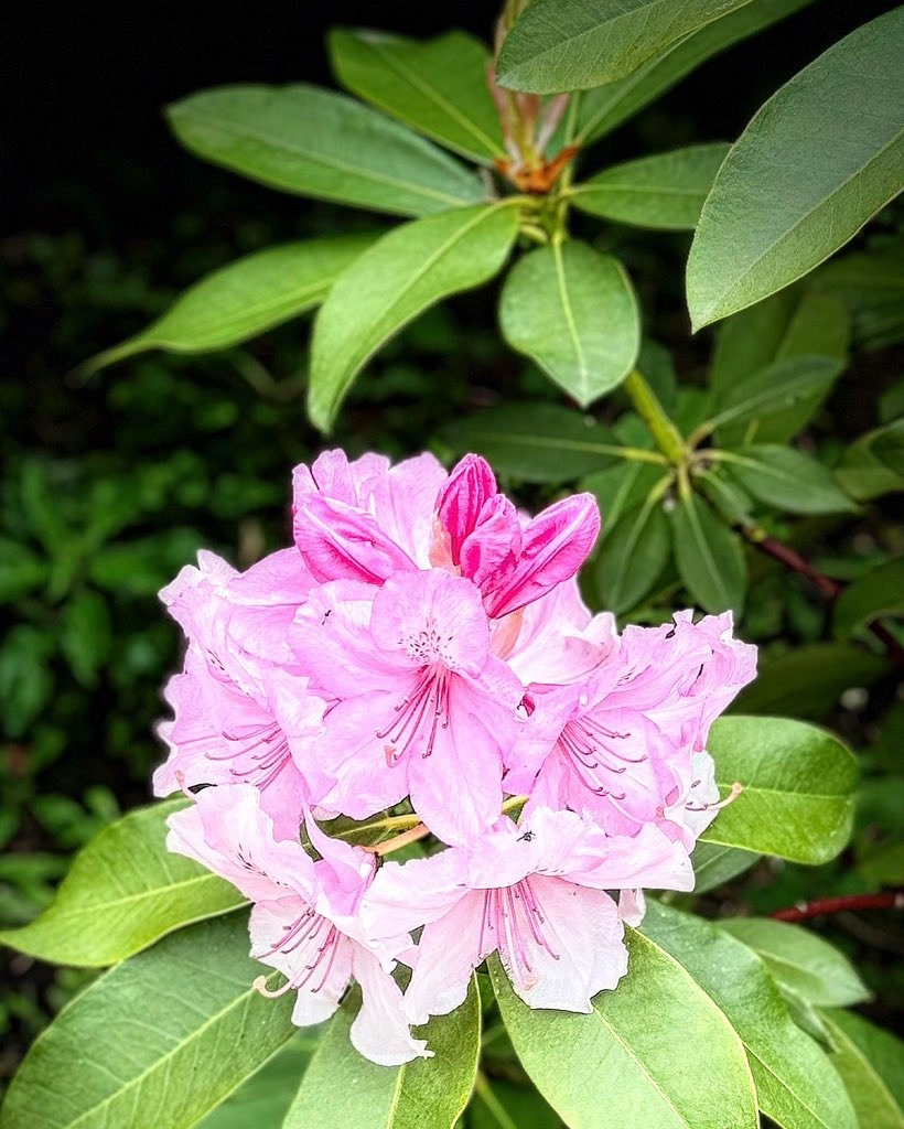 Rhododendron de la mer noire #photodujour #picoftheday #nofilter #igersfrance #instagood #igersfrance #stephood #instaphoto #instafood #foodstagram #instapic #instadaily #instamood #suivezmoi #suiveznous #followme #yummy #passionfood #miam #frenchfood