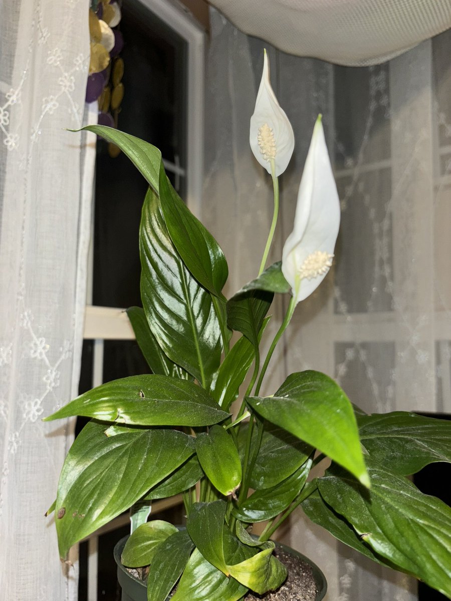I’ve been so busy I didn’t realize my plant finally sprouted peace lily’s