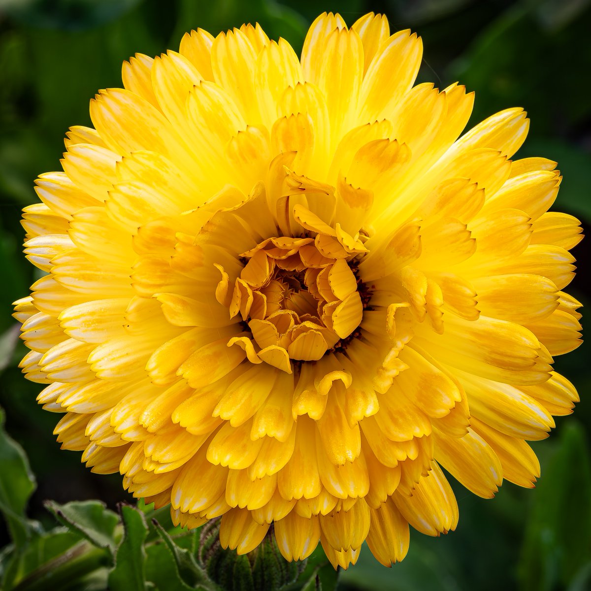 Calendula #SundayYellow #Flowers