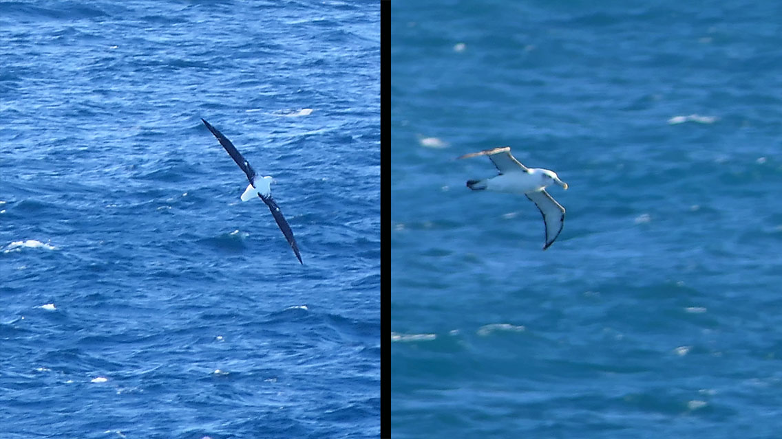 Saw lots of albatrosses this afternoon on the Cook Strait ferry, but not always easy to ID or to photograph. Here is a couple I was able to ID (I think :D). Left is Northern Royal Albatross and right is White-capped Albatross. #BirdingNewZealand #albatross