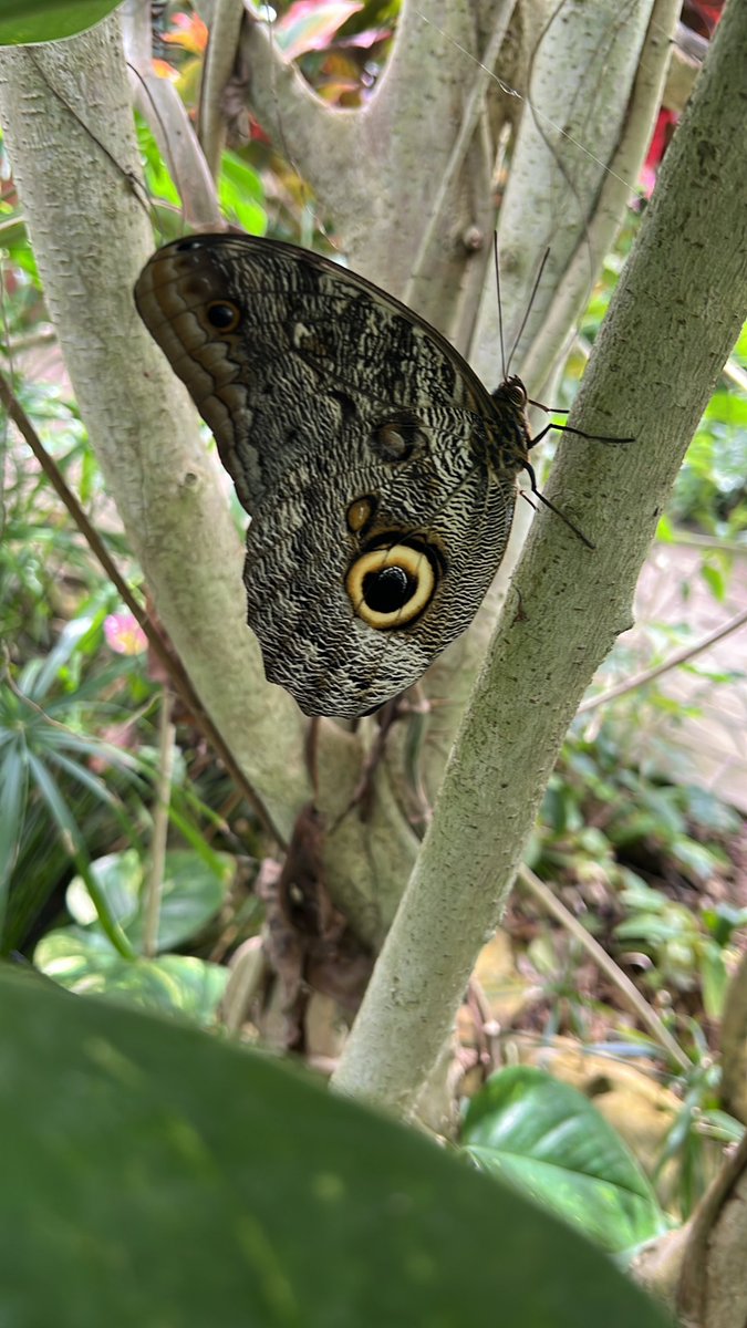 corrado ⚜️ tweet media