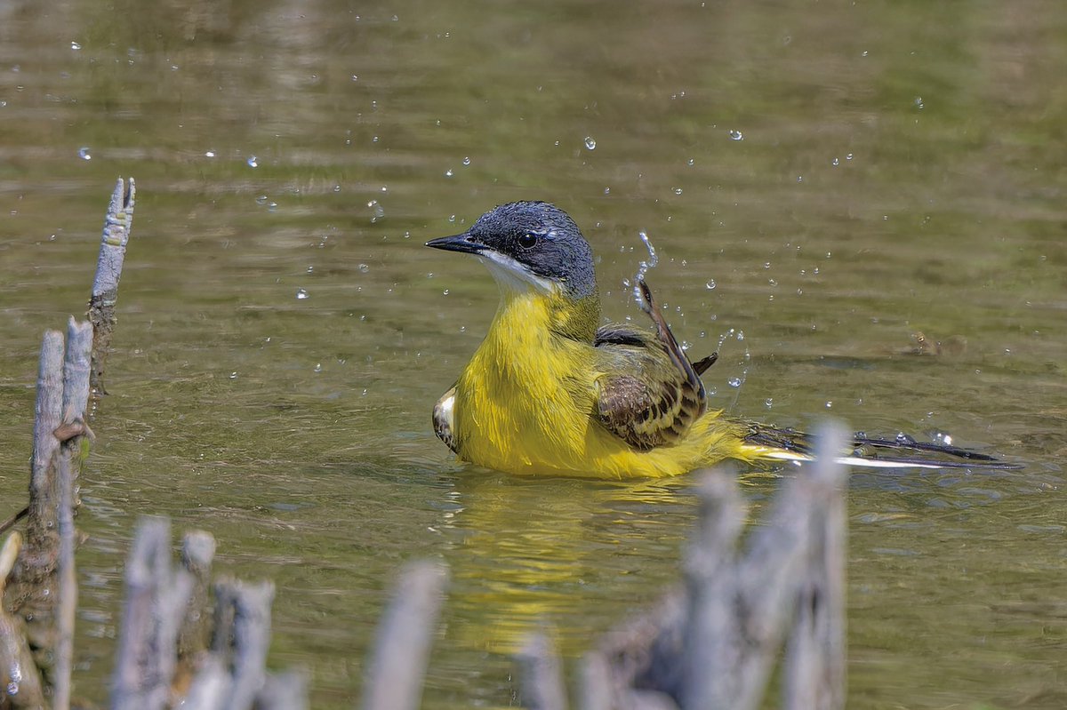 Western yellow wagtail seen at the Camargue, south of France. #lebirdnerd #birdsoffrance #nikonphotography