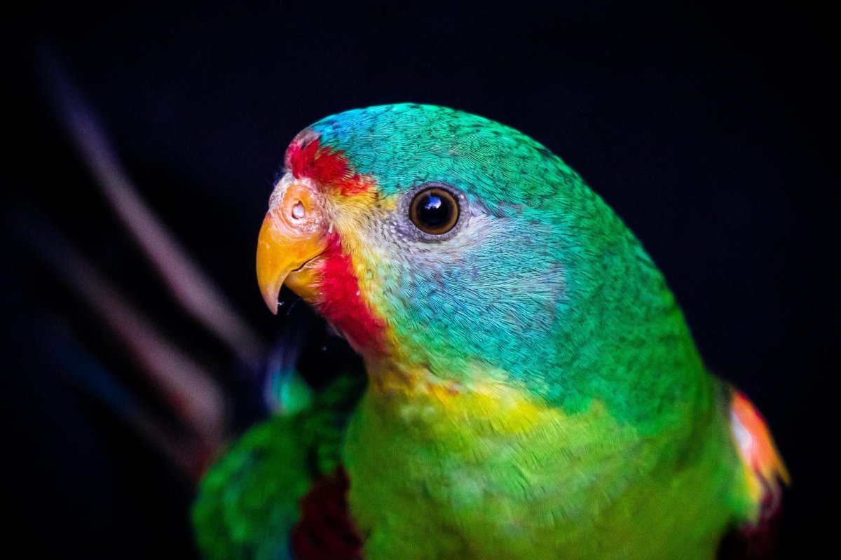 Birdlife Bulletin  #birds #birdlife 

Latest EPBC reforms won’t halt extinctions

go.birdlife.org.au/webmail/946822… via @BirdlifeOz