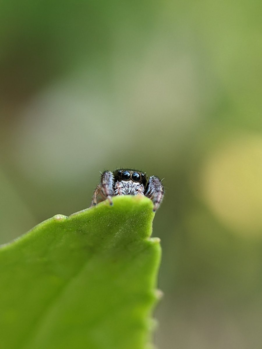 why my eyes 👀 are blue 💙 captured with #pixel 3a #Teampixel @madebygoogle Powered by #ShotOnSnapdragon @Snapdragon_UK @jeffrey_jpeg #ngtindia paired with sony 25mm macro lens #Macrohour #earthcapture #natgeoindia thank you 🙏 @gregcroc