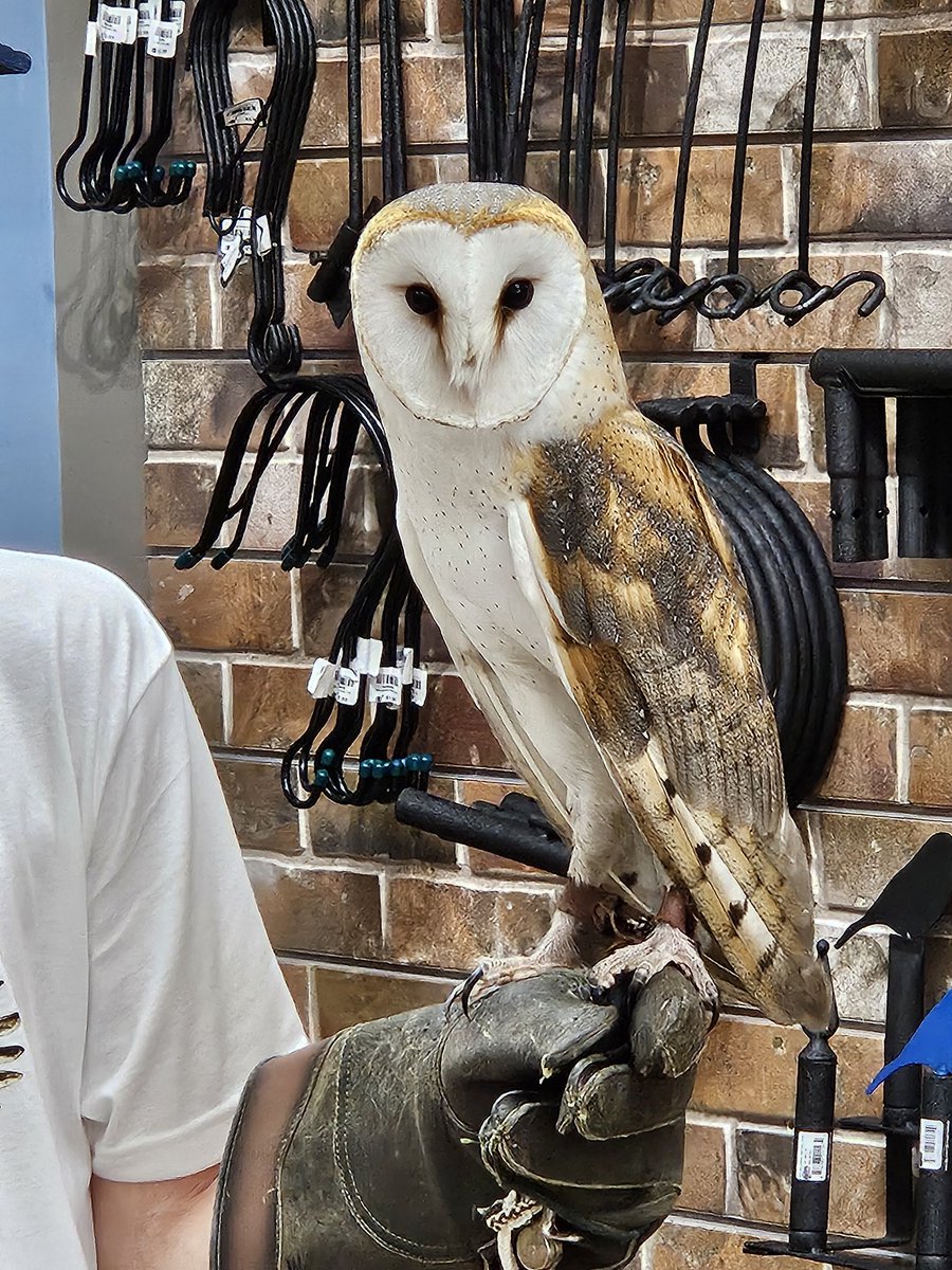 I met this awesome #BARNOWL today. Her name is Ellie ❤️❤️❤️ @wbuwarsonwoods in #IDAHO 🦉 🦉 🦉 #LABYRINTHOWL