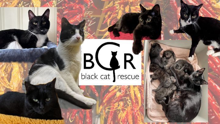 #Chilipawty #CincoDeMayo #BlackCatRescue Chilipepper's spicy spirit lives on. Let's honor her memory by supporting @BlackCatRescue. Don't forget to tip the hardworking staff at the pawty! 🐾 buff.ly/3UbCxgt 10